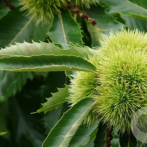 Castanea sat. 'Précoce de Vannes' 100-125 cm 4,0L