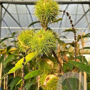 Castanea sat. 'Rousse de Nay' 100-125 cm 4,0L