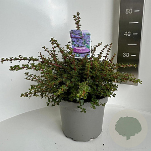 Ceanothus 'Emily Brown' 30-40 cm 5,0L