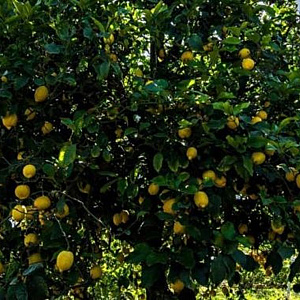 Citrus limon 3,0L