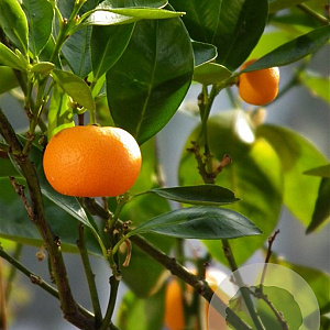 Citrus reticulata 70 cm stam 5,0L