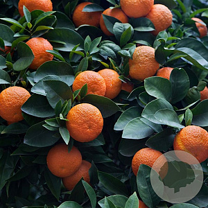 Citrus aurantium 8-10 HO 15L