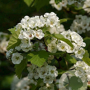 Crataegus coccinea 100-125 cm 30L