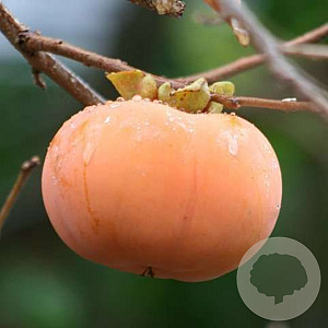 Diospyros kaki 'Fuyu' 100 cm stam 6L 4-6