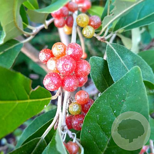 Elaeagnus umb. 'Ruby' 175-200 cm 30L