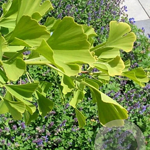 Ginkgo biloba 'Tit' 14-16 HO container geveerd