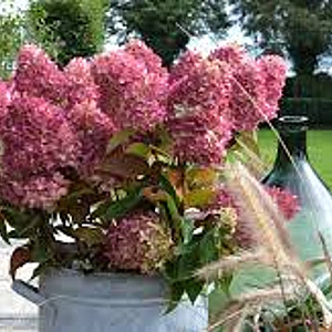 Hydrangea pan. Pinklight GM 2,0L