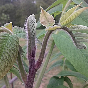 Juglans ailanthoides 'Imshu' 100-125 cm cont. 65L