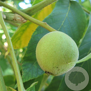 Juglans cinerea 'Kenworthy' 30-40 cm 6L
