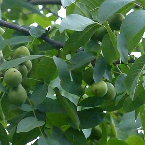 Juglans r. 'Axel' 200-250 cm cont. 60L