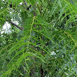 Juglans regia 'Laccineata' 200-250 cm container