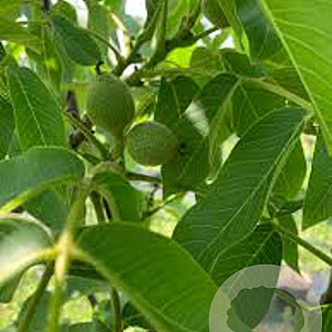 Juglans r. 'Ronde de Montignac' 175-200 cm cont. 65L