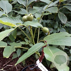 Juglans r. 'Wunder von Monrepos' 200-250 cm cont. 120L