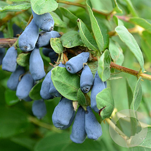 Lonicera c. 'Zojka' 60-70 cm 2,0L