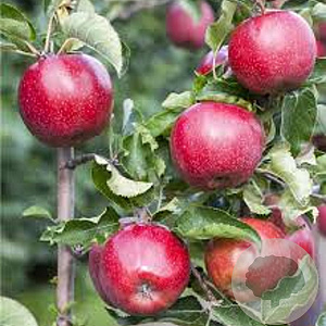 Malus d. 'Florina' 14-16 HA container