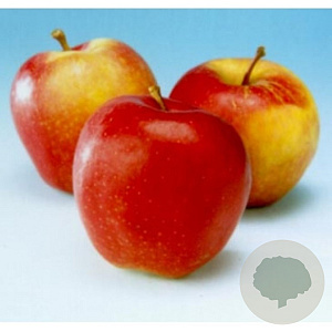 Malus d. Gala Must 10-12 HA container