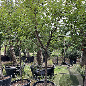 Prunus armeniaca 18-20 HA container