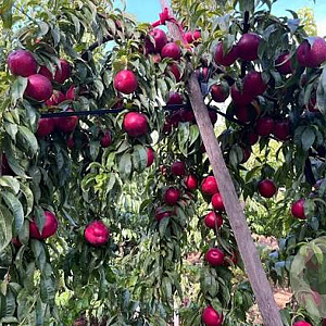 Prunus p. 'Kinolea' 4-6 HO 10L