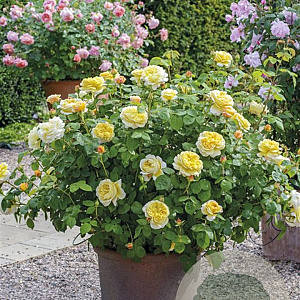 Rosa 'Charles Darwin' GM C5