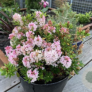 Rhododendron Bloombux GM 2,0L
