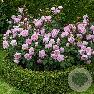 Rosa 'Olivia Rose Austin' GM C5
