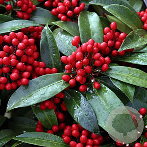 Skimmia reevesiana 2,5L