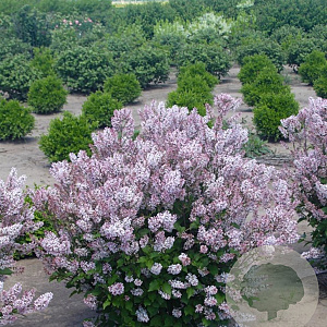 Syringa patula Dream Cloud GM C5