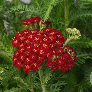 Achillea m. 'Red Velvet' GM P9 BIO