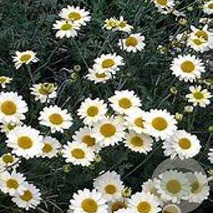Anthemis 'Susanna Mitchell' GM P9 BIO