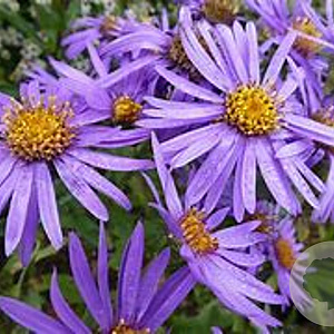Aster amellus 'Sonora' GM P9 BIO