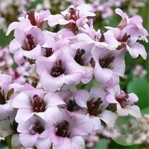 Bergenia 'Angel Kiss' GM P9 BIO