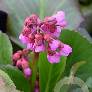Bergenia 'Bressingham Ruby' GM P9 BIO
