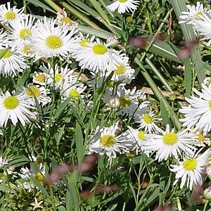 Boltonia asteroides 'Snowbank' GM P9 BIO