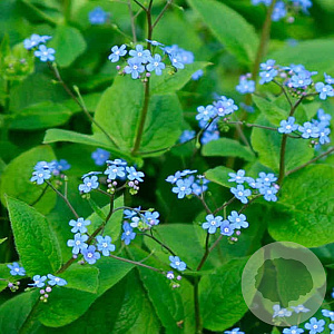 Brunnera sibirica GM P9 BIO