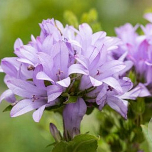 Campanula glom. 'Caroline' GM P9 BIO