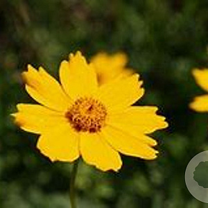 Coreopsis gr. 'Christchurch' GM P9 BIO