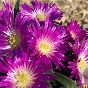 Delosperma sutherlandii GM P9 BIO