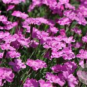 Dianthus grat. 'Eydangeri' GM P9 BIO