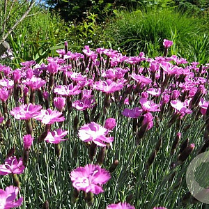 Dianthus grat. 'Pink Jewel' GM P9 BIO