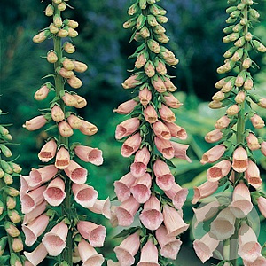 Digitalis purp. 'Apricot Beauty' GM P9 BIO