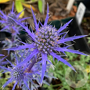 Eryngium 'Lapis Blue' GM P9 BIO