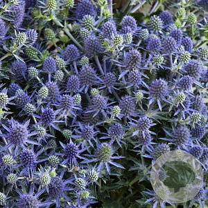 Eryngium pl. 'Blaukappe' GM P9 BIO