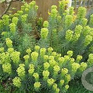 Euphorbia characias characias GM P9 BIO