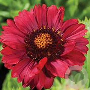 Gaillardia gr. Mesa Red GM P9 BIO