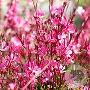 Gaura lindheimeri 'Flaming pink' GM P9 BIO