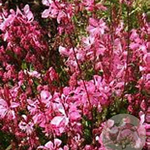 Gaura l. 'Tutti Frutti' GM P9 BIO