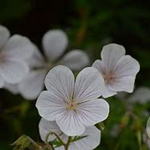 Geranium clarkei 'Kashmir White' GM P9 BIO