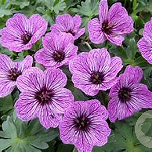 Geranium cin. 'Laurence Flatman' GM P9 BIO