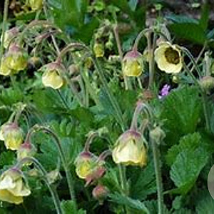 Geum 'Lemon Drops' GM P9 BIO