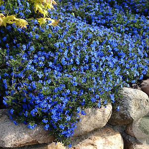 Glandora d. 'Heavenly Blue' GM P9 BIO